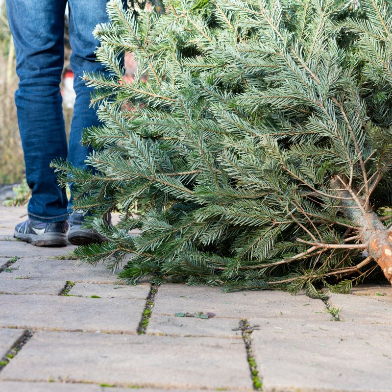 Xmas Tree Bulletin