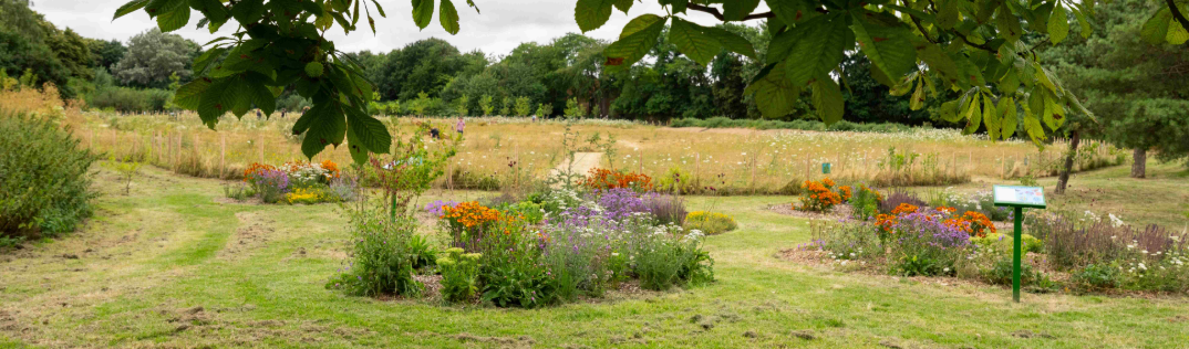 Wild flowers