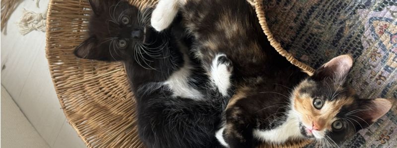 kittens1.jpg